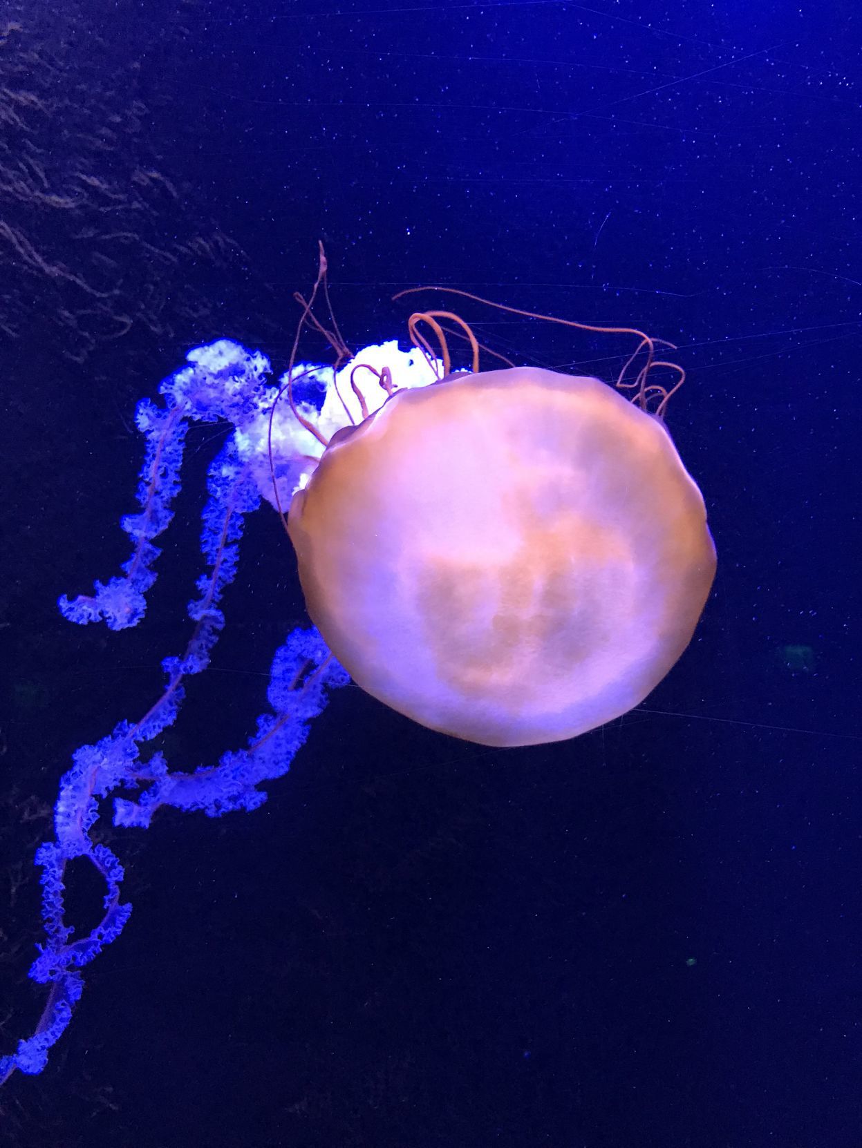 Johnny Morris’ Wonders of Wildlife National Museum & Aquarium